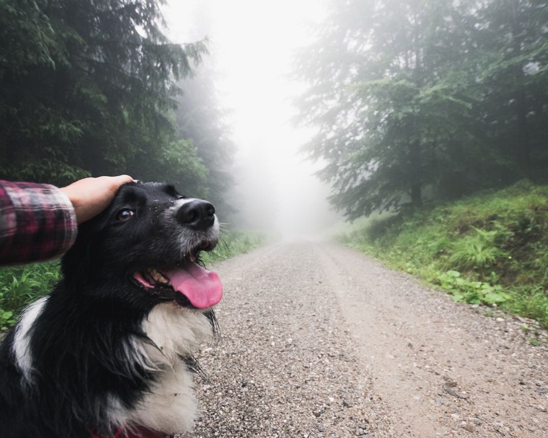 Keep Your Pup Dry: The Ultimate Dog Umbrella Guide