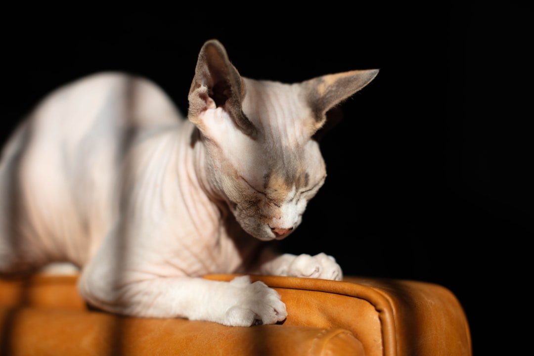 Photo Sphynx cat